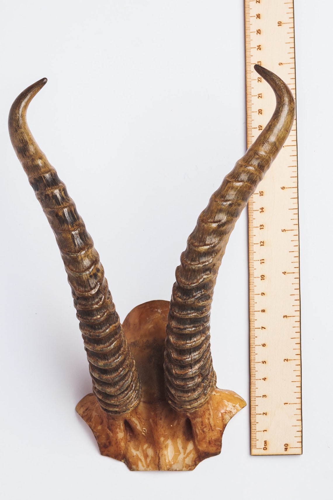 Natural gazelle antler horns Pair Two real animal horns decor Etsy