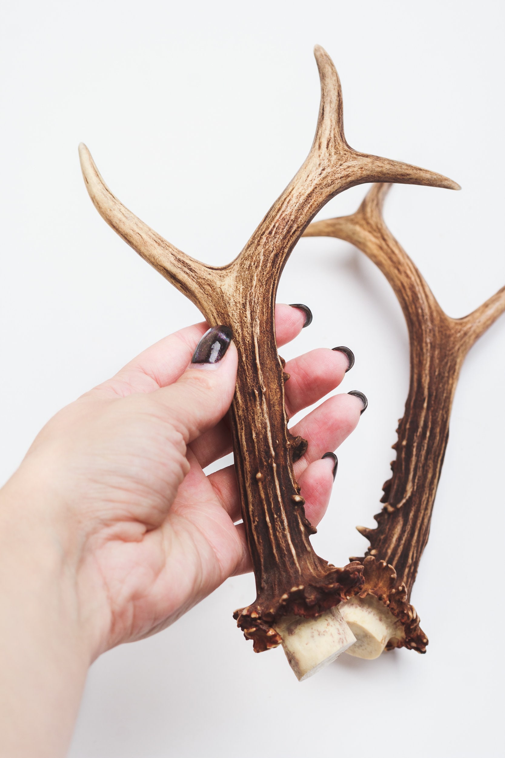 Natural deer antler horns Pair Two real animal horns decor Etsy