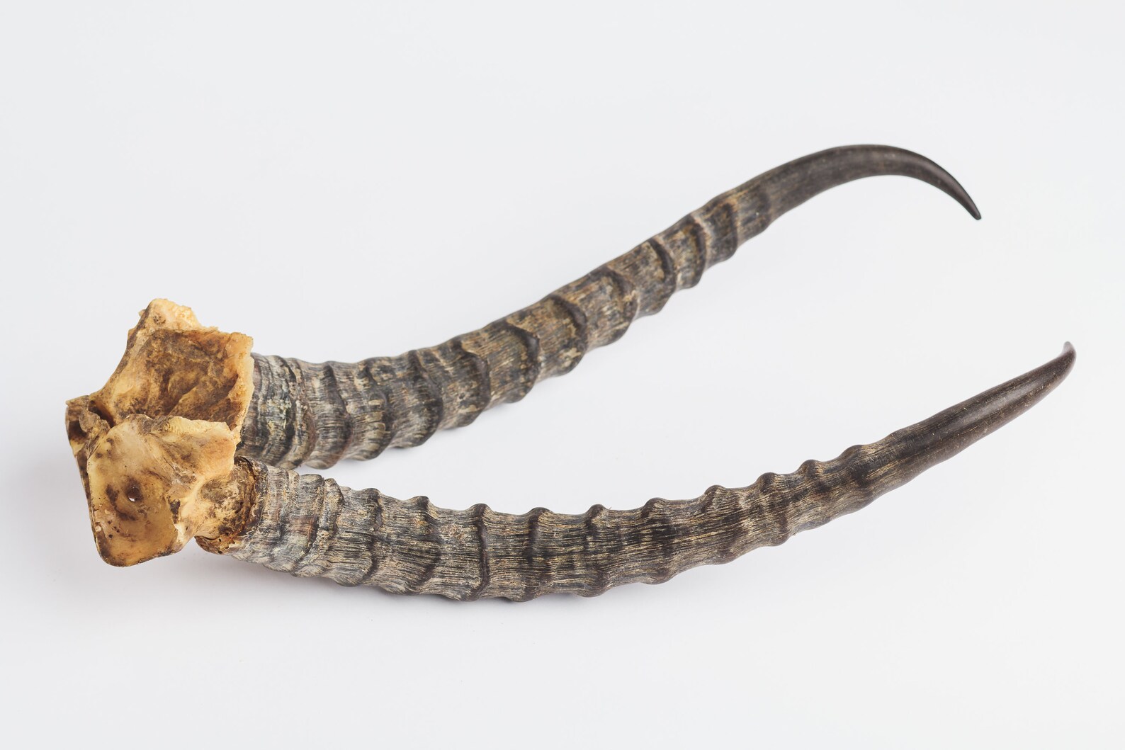 Natural gazelle antler horns Pair Two real animal horns decor Etsy