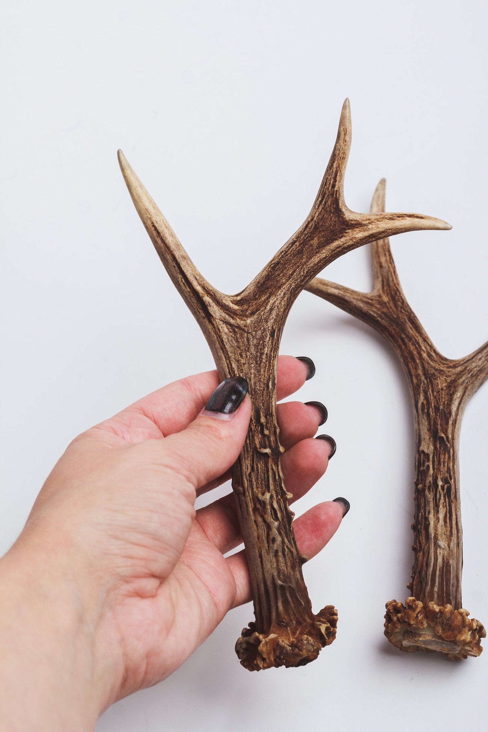 Natural deer antler horns Set of 4 real animal horns decor Etsy