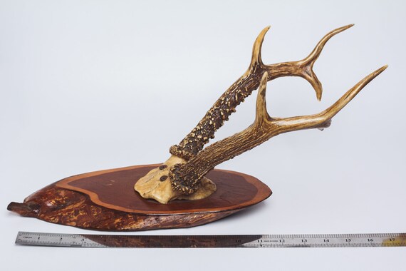 Natural Deer Antler Horns Pair Two Real Animal Horns Decor Etsy
