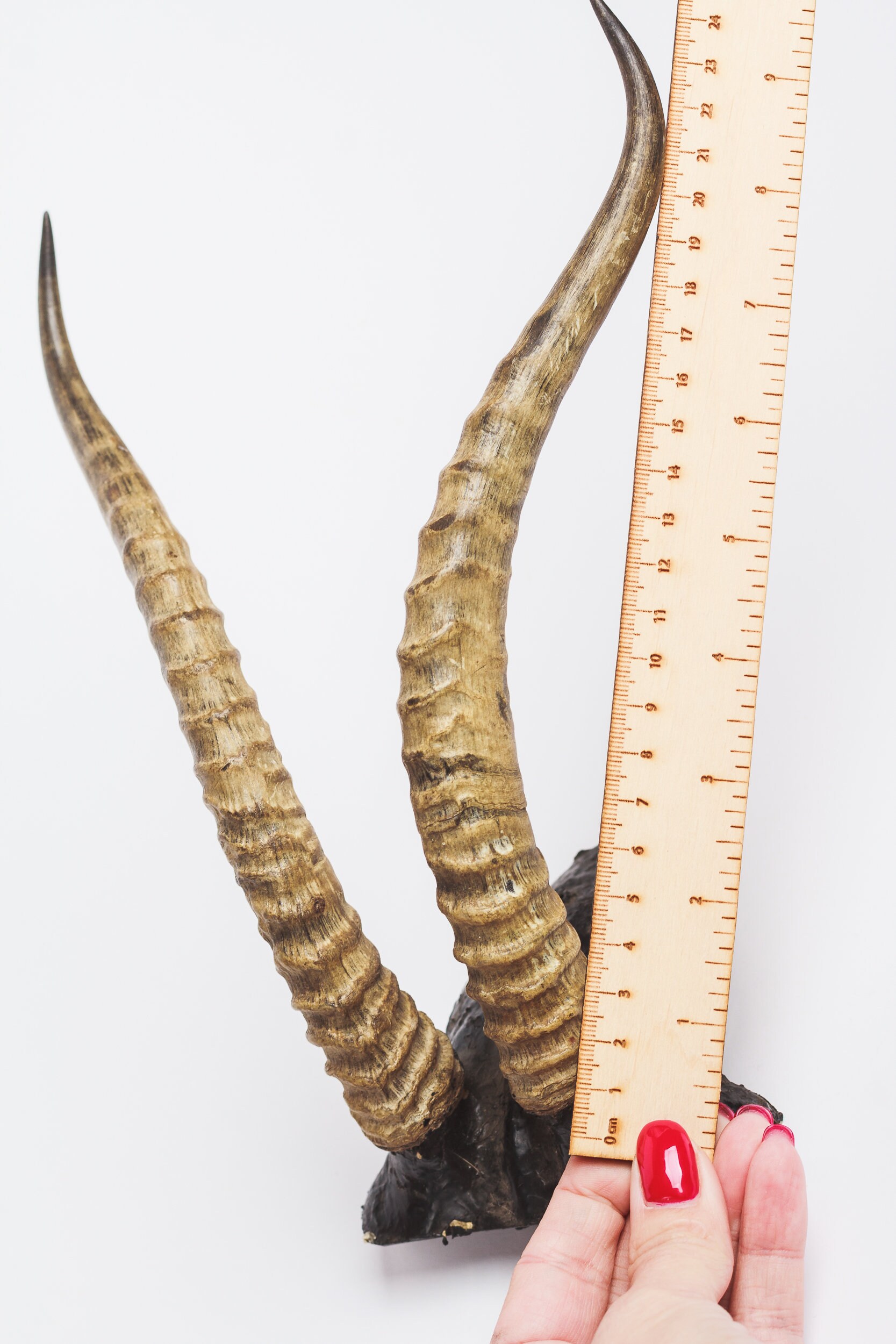 Natural Gazelle Antler Horns Pair Two Real Animal Horns Decor Etsy UK