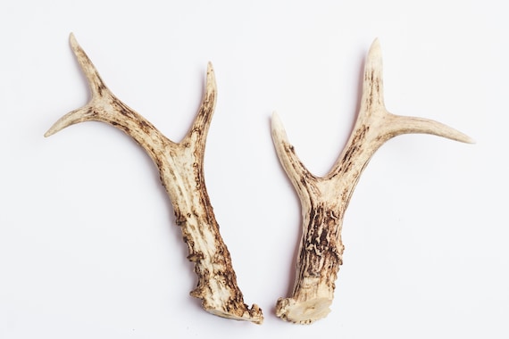 Faux Deer Antler Wall Trophy // White with Natural Antlers