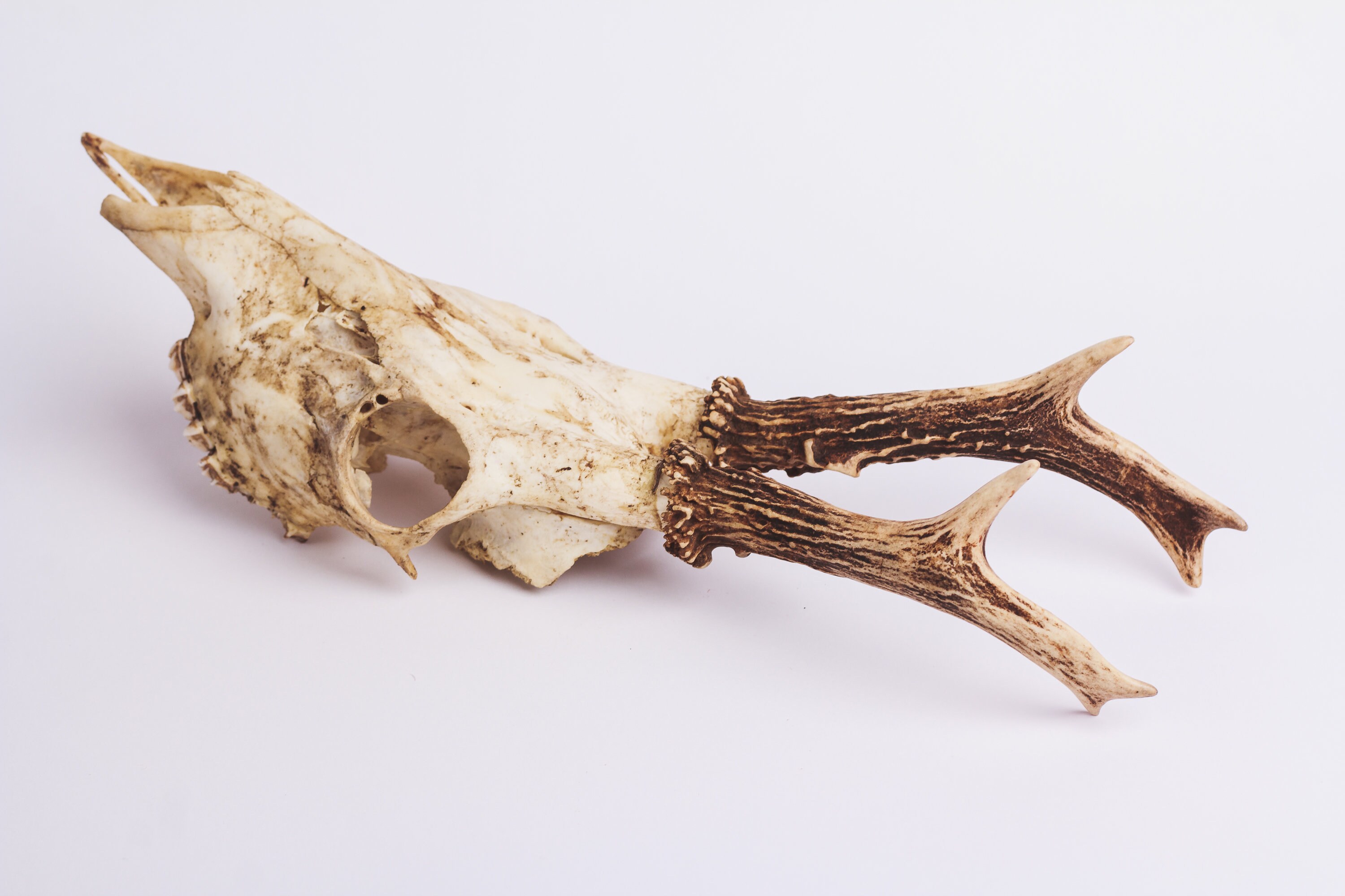 Faux Wood Animal Head Wall Mount Decor Natural Deer Antler Etsy