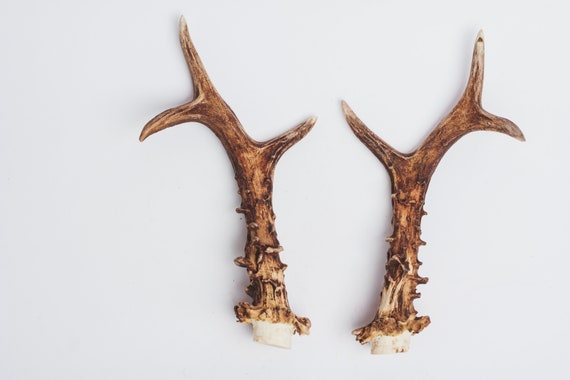 Real reindeer on sale antlers for sale