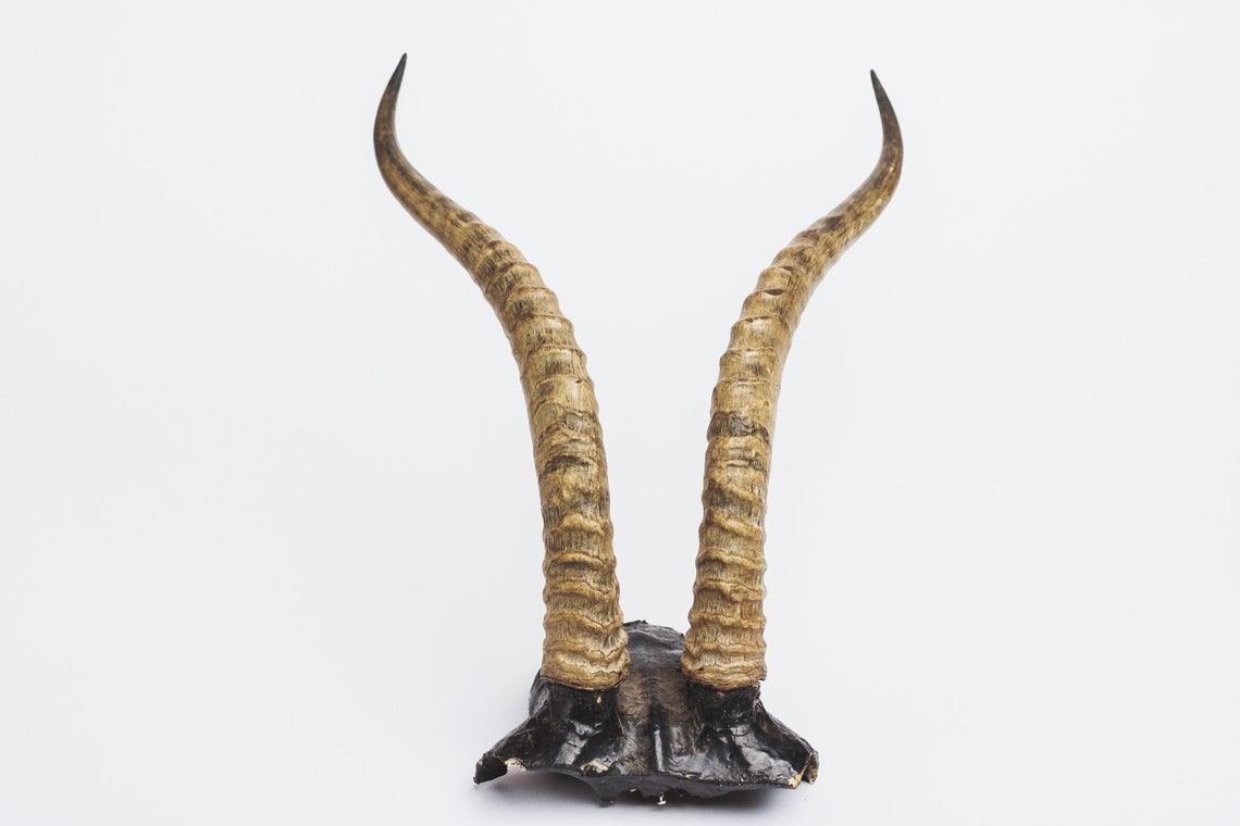 Natural Gazelle Antler Horns Pair Two Real Animal Horns Decor Etsy