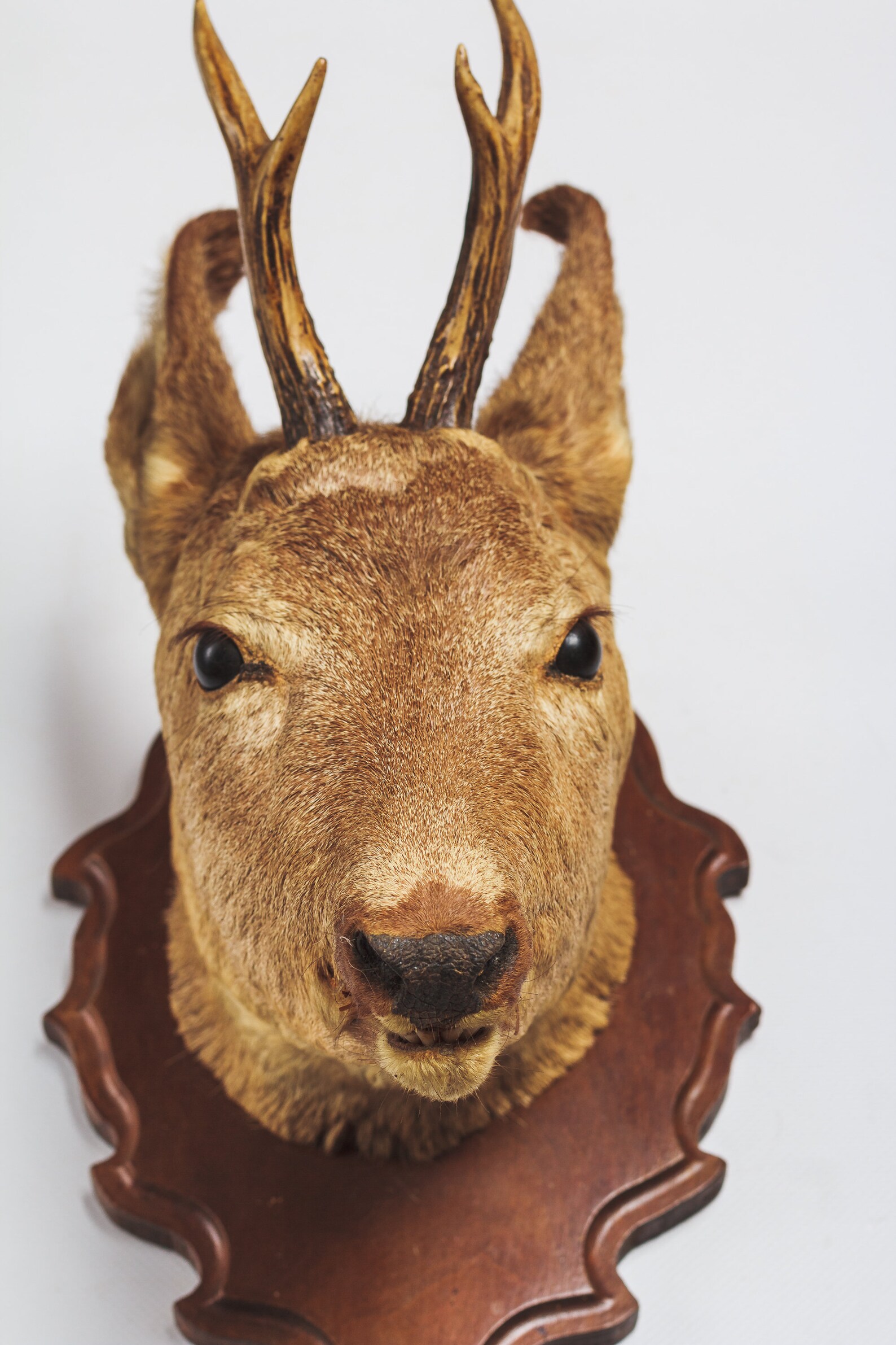 Real Taxidermy Deer Head Natural Deer Antler Horns Animal Head Etsy