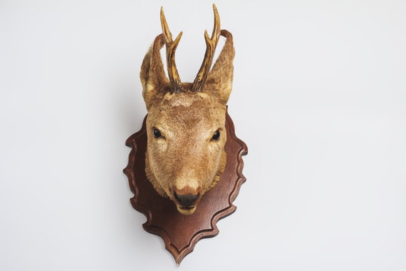 Real Taxidermy Deer Head Natural Deer Antler Horns Animal Head - Etsy Australia Real Taxidermy Deer Head Natural Deer Antler Horns Animal Head - Etsy Australia
