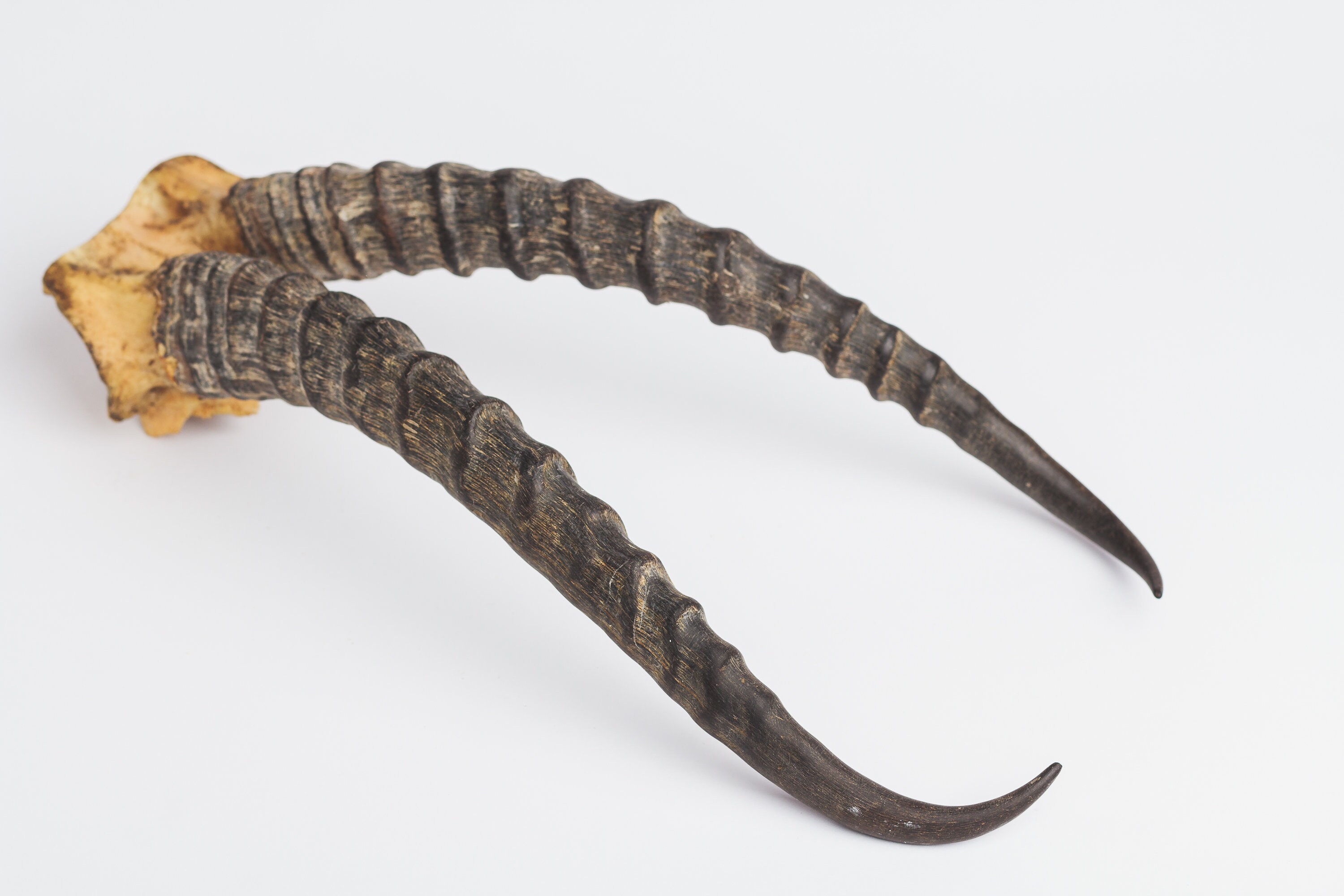 Natural gazelle antler horns Pair Two real animal horns decor Etsy