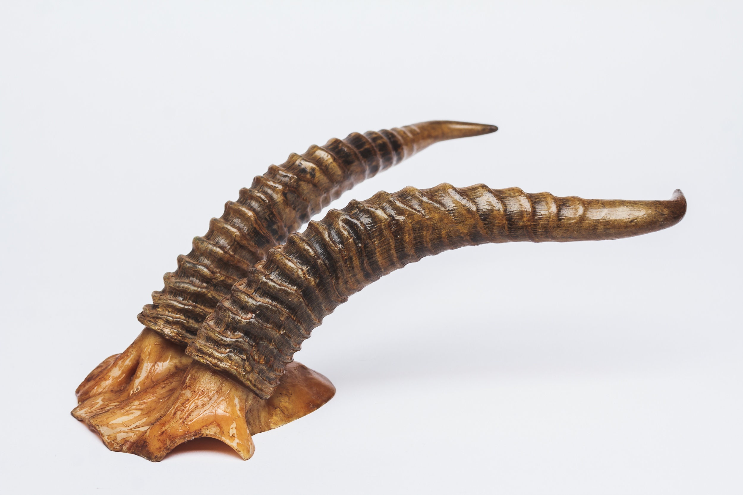 Natural Gazelle Antler Horns Pair Two Real Animal Horns Decor Etsy UK