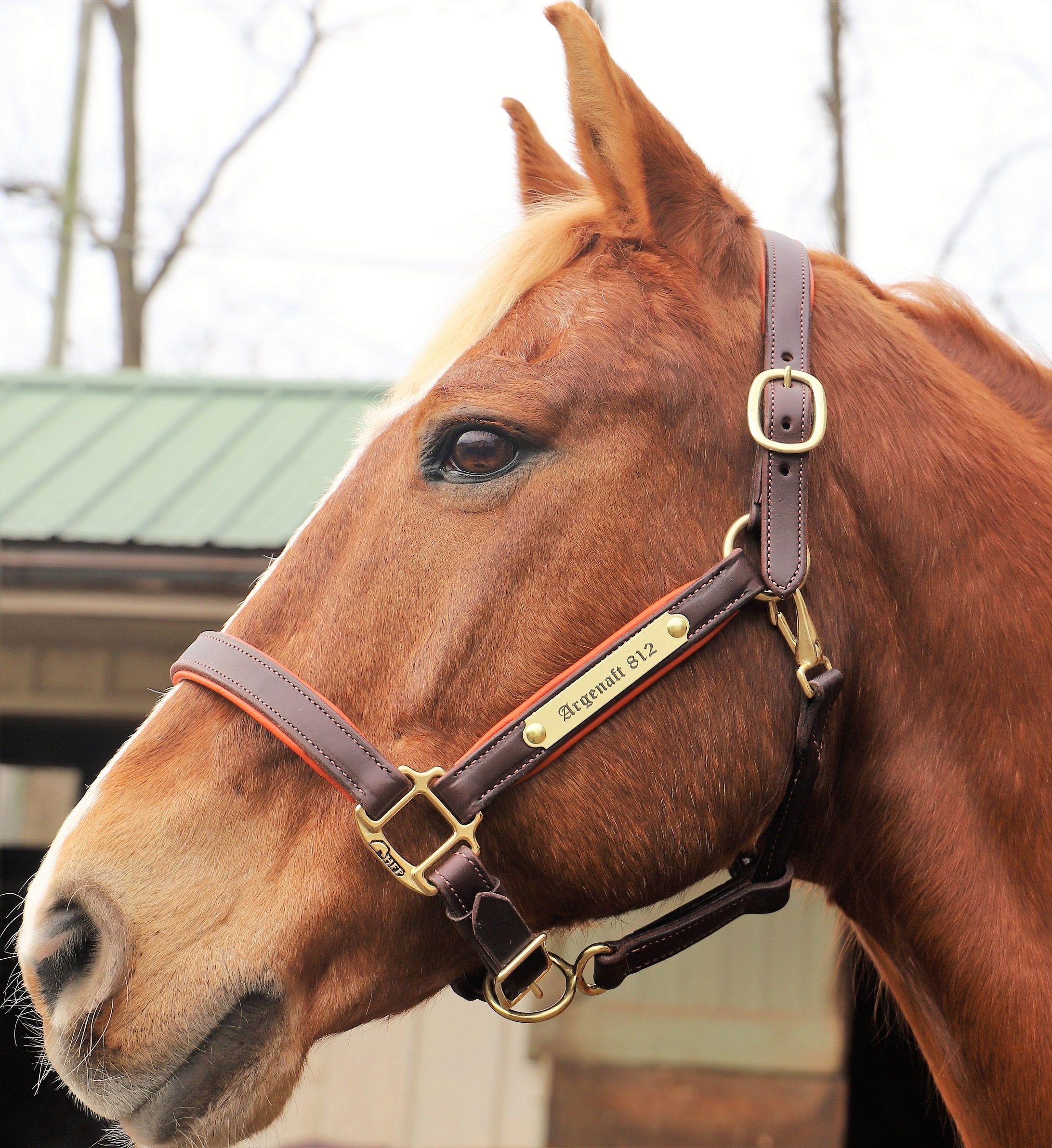 Weaver Leather Chevron Adjustable Nylon Horse Nylon Horse Halter Average | INDIA