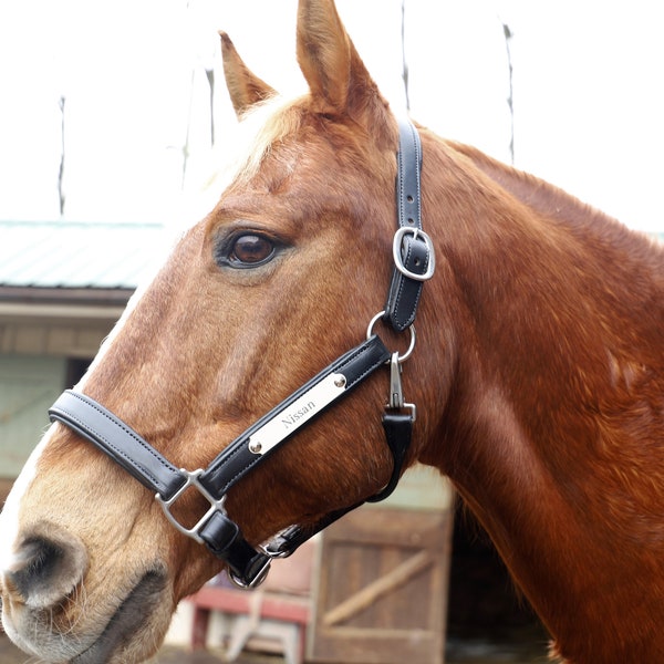 Leather Halter With Nameplate Etsy