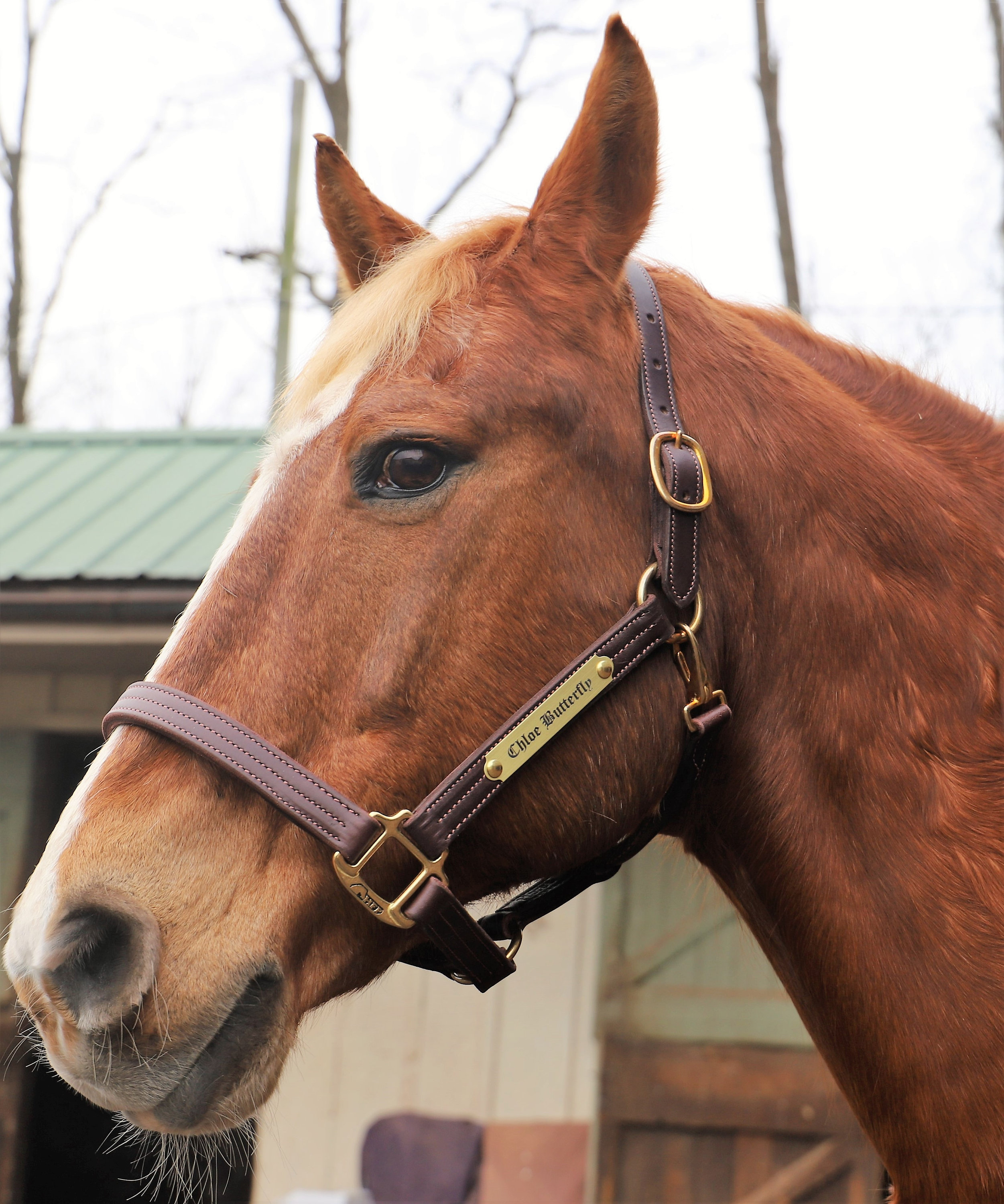 Brown Triple Stitched Leather Halter With Solid Brass Nameplate