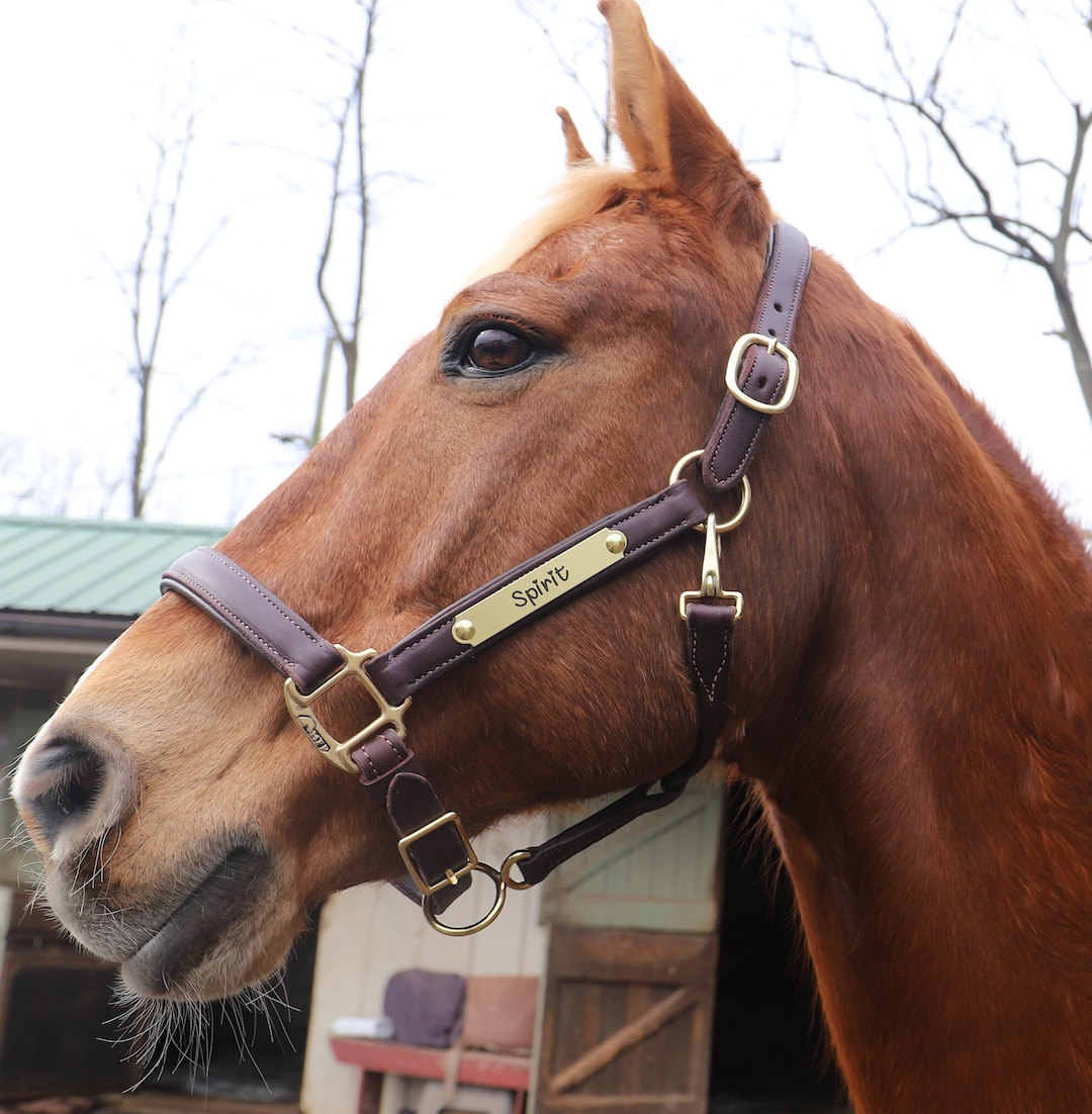 Super Soft Comfy Padded Adjustable Leather Halter With Solid Brass