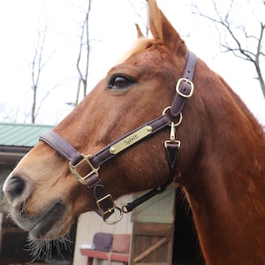 Super Soft Comfy Padded Adjustable Leather Halter with Solid Brass Nameplate- Brown or Chestnut/Carrot- Made in the USA, 1" or 3/4" WIDE