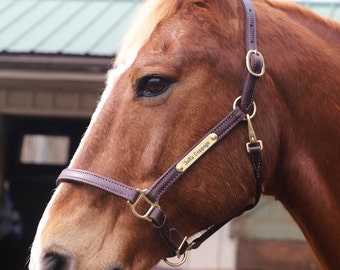 May include: A brown horse wearing a brown leather halter with a brass nameplate that reads "Jalia Copper".