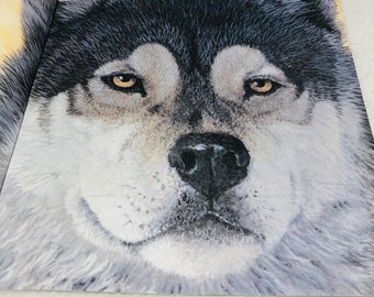 The Eyes of Gray Wolf Special Edition Jonathan London Illustration