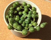 Senecio rowleyanus succulent (string of pearls)