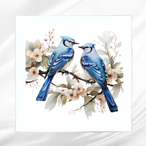May include: Two blue jays perched on a branch with white blossoms. The birds have blue and white feathers and are facing each other. The background is white.