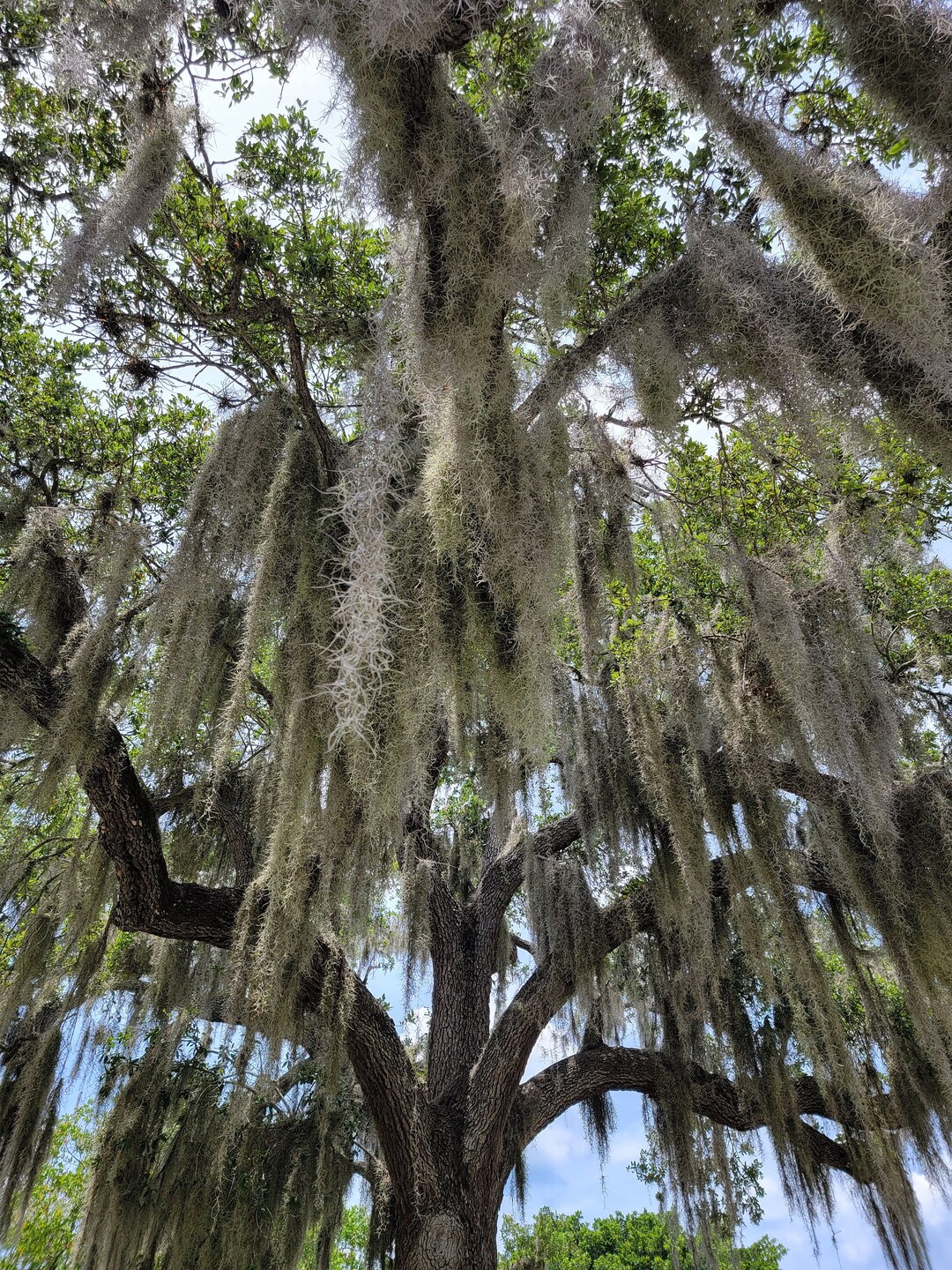 Florida Tree Spanish Moss digital Download Only Wall Art Etsy