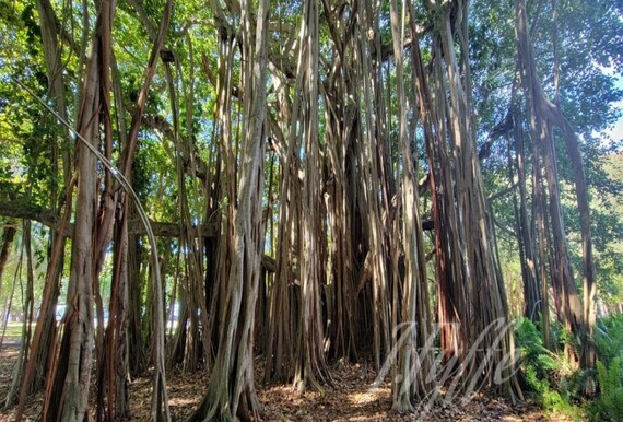 Banyan Trees Landscape Photo digital Download Only Printable - Etsy