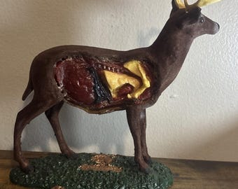 Nature Study Aids, Inc Deer Anatomical Hunting Model, Target Display Learning