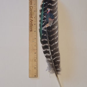 May include: A hand-painted turkey feather with a detailed depiction of a wild turkey. The feather is approximately 12 inches long and has a black and white striped pattern. The turkey is painted in shades of brown, red, and blue. The feather is displayed against a white background with a ruler for scale.