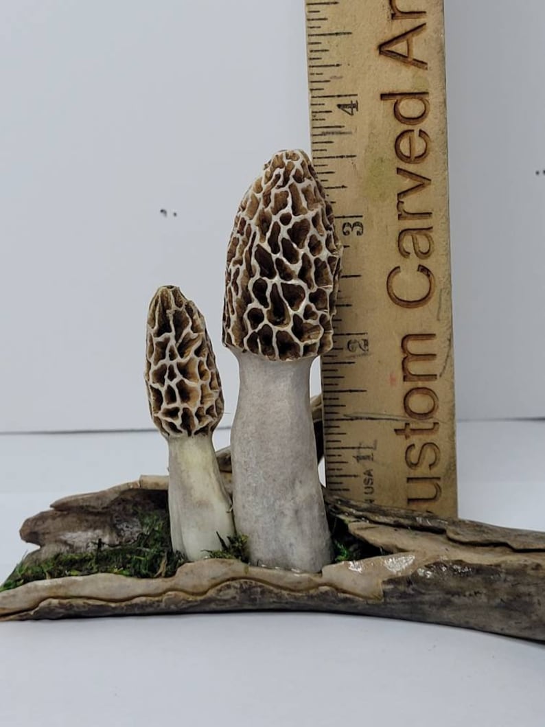 Hand Carved Deer Antler Morel Mushroom Folk Art Shed Antler Carving Etsy