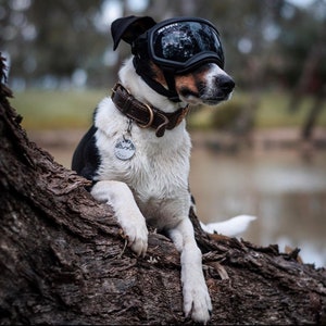 Puede incluir: Un perro blanco y negro con gafas de esqu&iacute; negras y un collar de cuero marr&oacute;n con una etiqueta plateada que dice "Jasper" est&aacute; sentado en un tronco de &aacute;rbol.