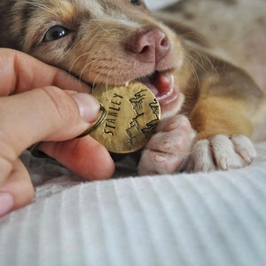 May include: A small, round, brass pet tag with the name "STANLEY" and a mountain design is held near a puppy's mouth. The puppy has brown and white fur and is playfully biting the tag. The tag is attached to a keyring.