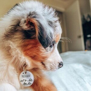 Puede incluir: Primer plano de un cachorro de pastor australiano azul merle con una placa de perro plateada con la palabra "SEDONA" grabada. La placa tambi&eacute;n presenta un dise&ntilde;o de cordillera.