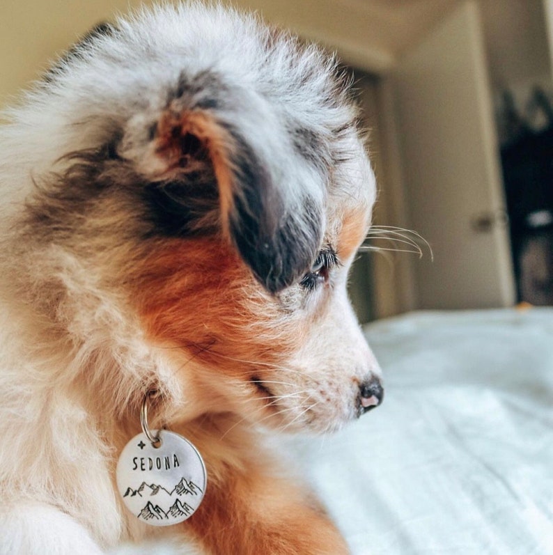Puede incluir: Primer plano de un cachorro de pastor australiano azul merle con una placa de perro plateada con la palabra "SEDONA" grabada. La placa tambi&eacute;n presenta un dise&ntilde;o de cordillera.