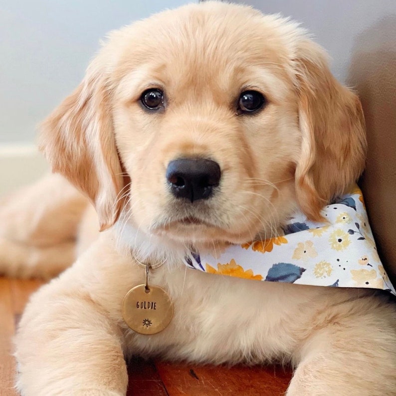 Puede incluir: Un cachorro golden retriever con un pa&ntilde;uelo floral blanco y amarillo con una etiqueta de nombre dorada que dice "Goldie".