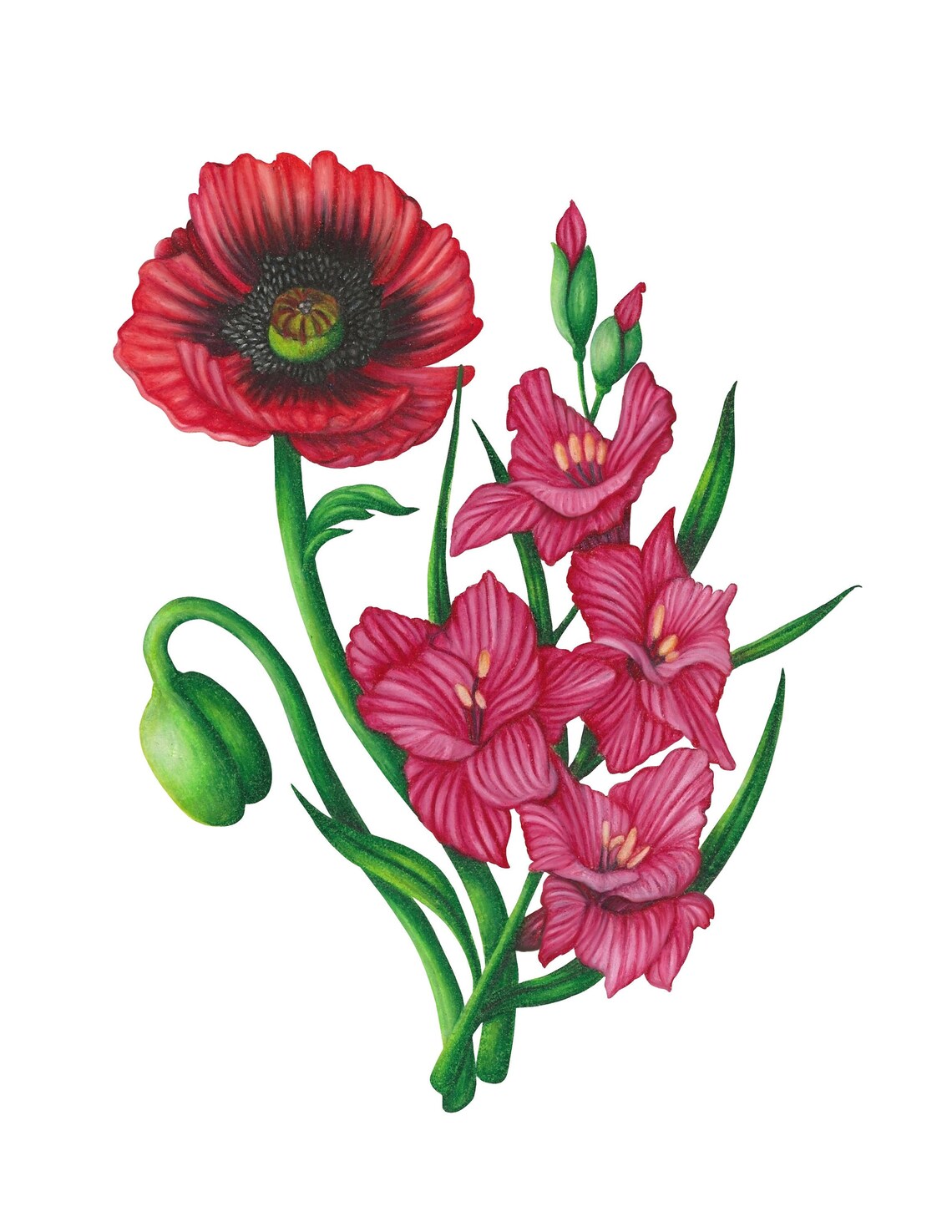 August Birth Month Flower Illustration Poppy and Gladiolus Etsy
