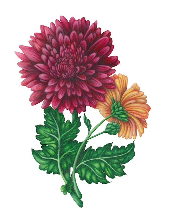 November Birth Month Flower Botanical Illustration Etsy