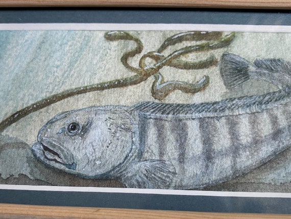 Atlantische Wolffish Original Gerahmt Mini Aquarell Malerei T Etsy