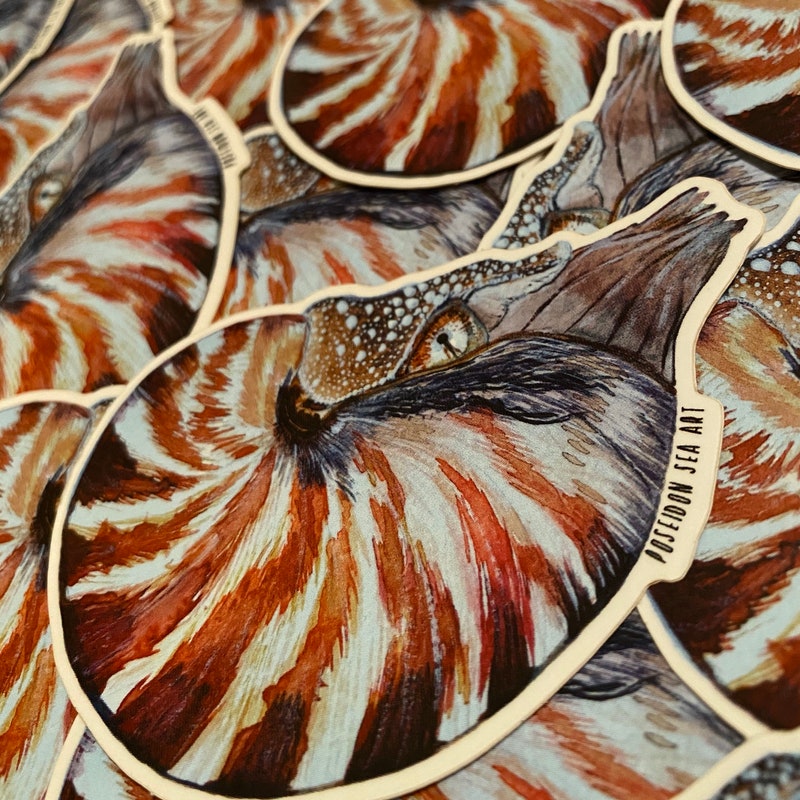 Chambered Nautilus Etsy
