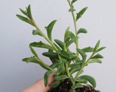 Senecio Peregrinus AKA String of Dolphin well rooted 3 quot