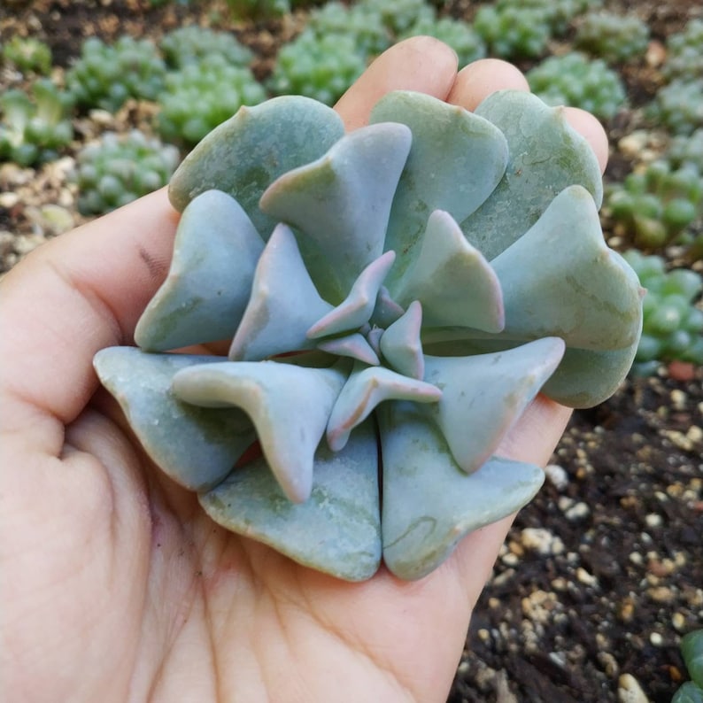 One Echeveria Cubic Frost 2 Rare Succulent Plant