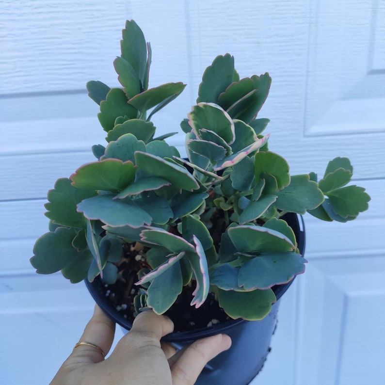 Kalanchoe Fedtschenkoi Variegated Rare Succulent Plant Shown in 6/" pot