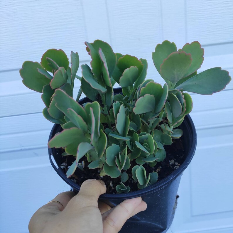 Kalanchoe Fedtschenkoi Variegated Rare Succulent Plant Shown in 6/" pot
