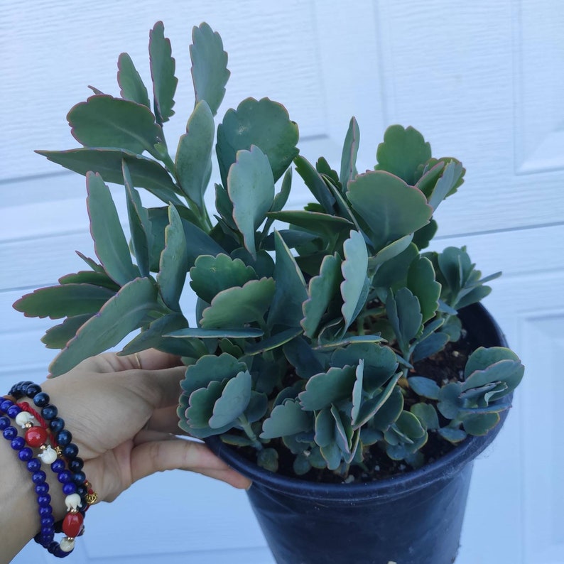 Kalanchoe Fedtschenkoi Variegated Rare Succulent Plant Shown in 6/" pot