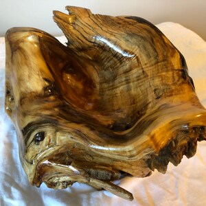 Treibholz Queen Conch Fertige Kunst Meer Dekor Sammlerstück | Etsy