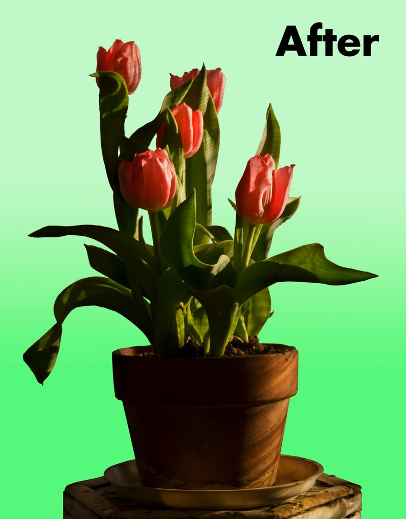 Photo Editing, Remove Background, Erase Background, Fix Pictures