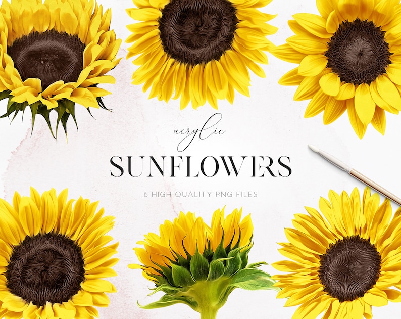 Download Sunflowers Clipart Sunflowers PNG Large Size Realistic | Etsy