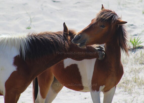 8x10 GLOSSY Photo Picture IMAGE #4 Pony 8 x 10 Horse