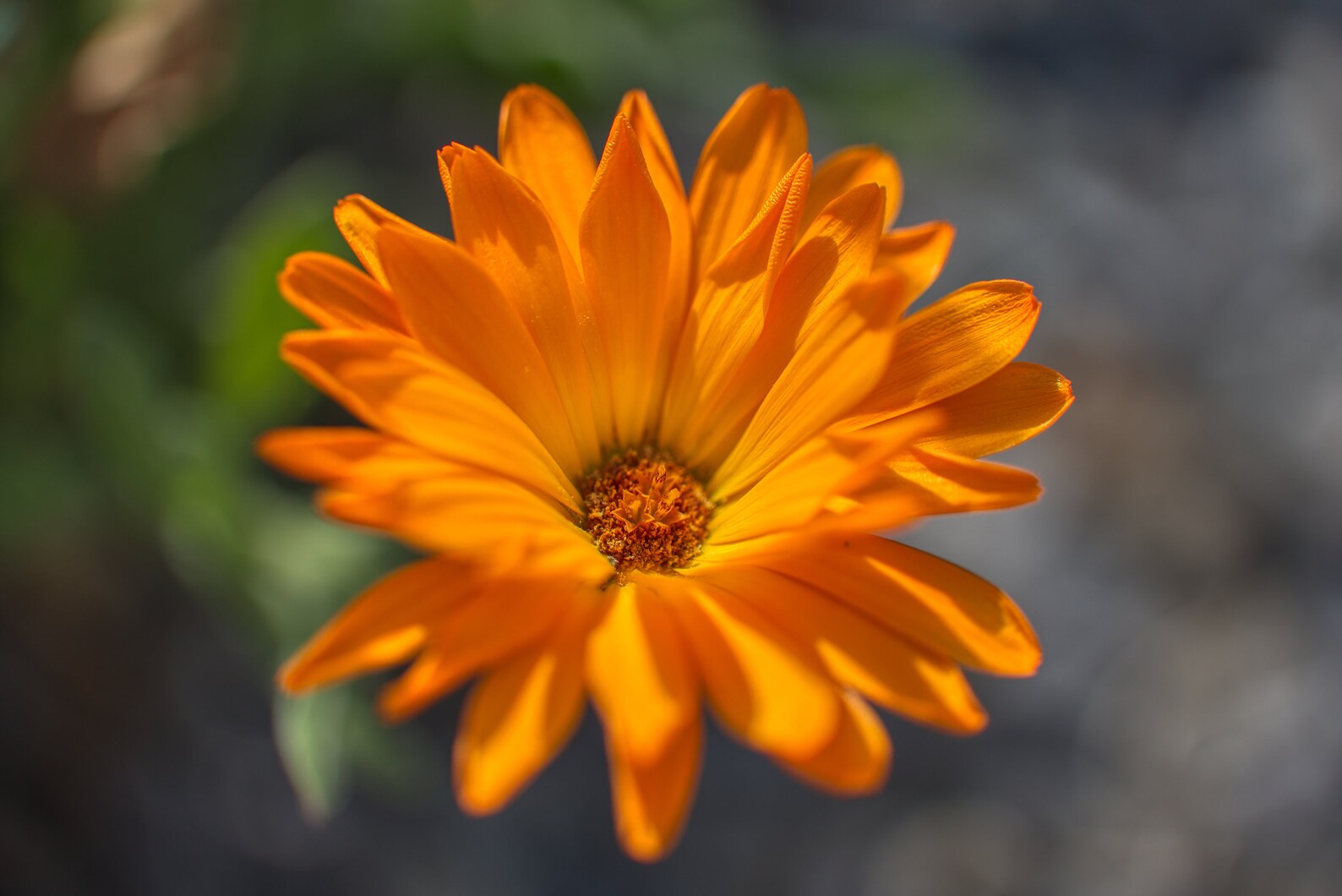 Comfort Flower Essence Blend Guidebook and Plant Ally Etsy