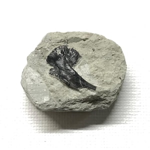 May include: A fossilized fern frond embedded in a gray rock. The frond is black and has a delicate, feathery appearance.