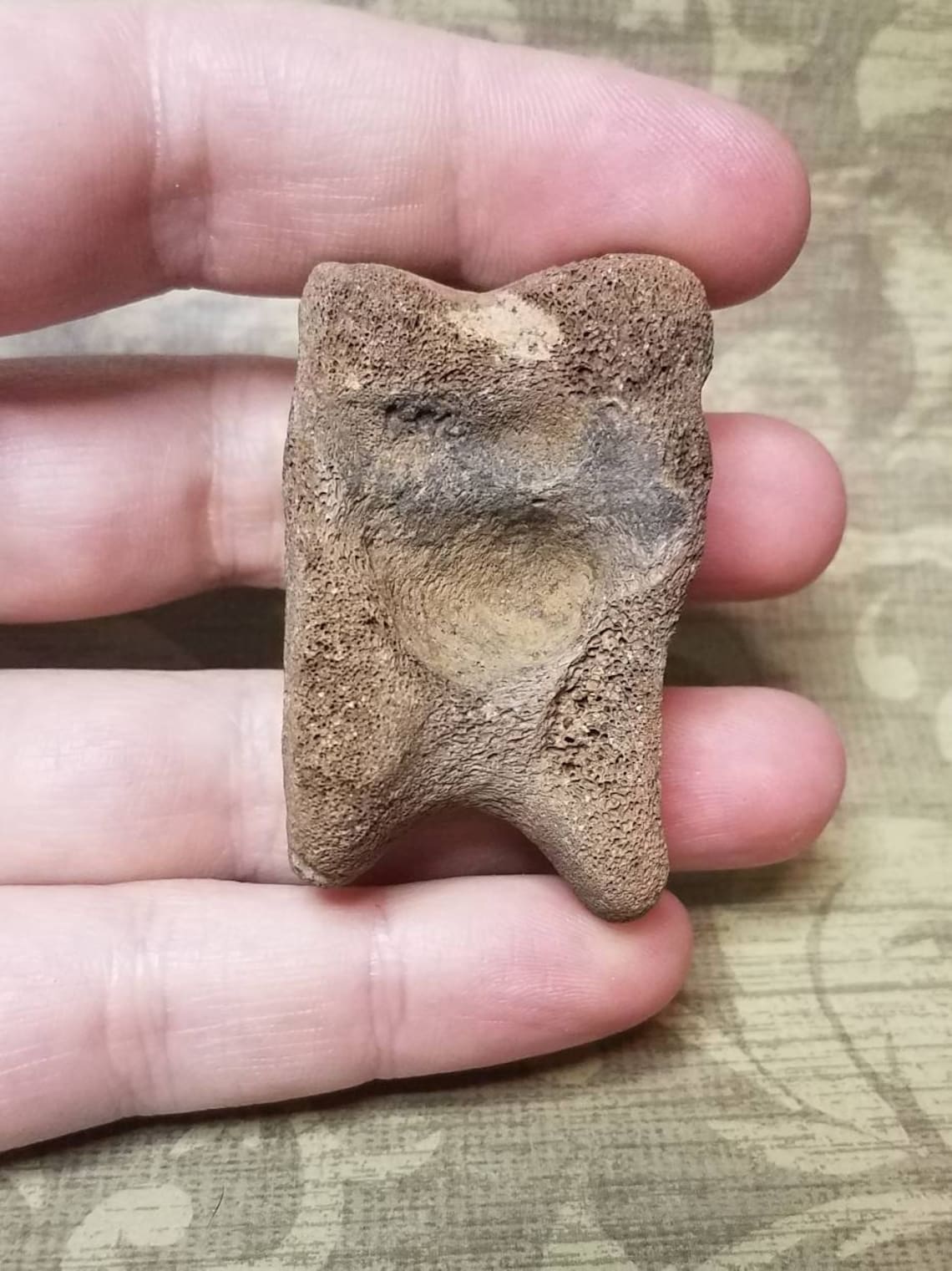 Extinct Stoutlegged llama Palaeolama mirifica Astragalus Etsy