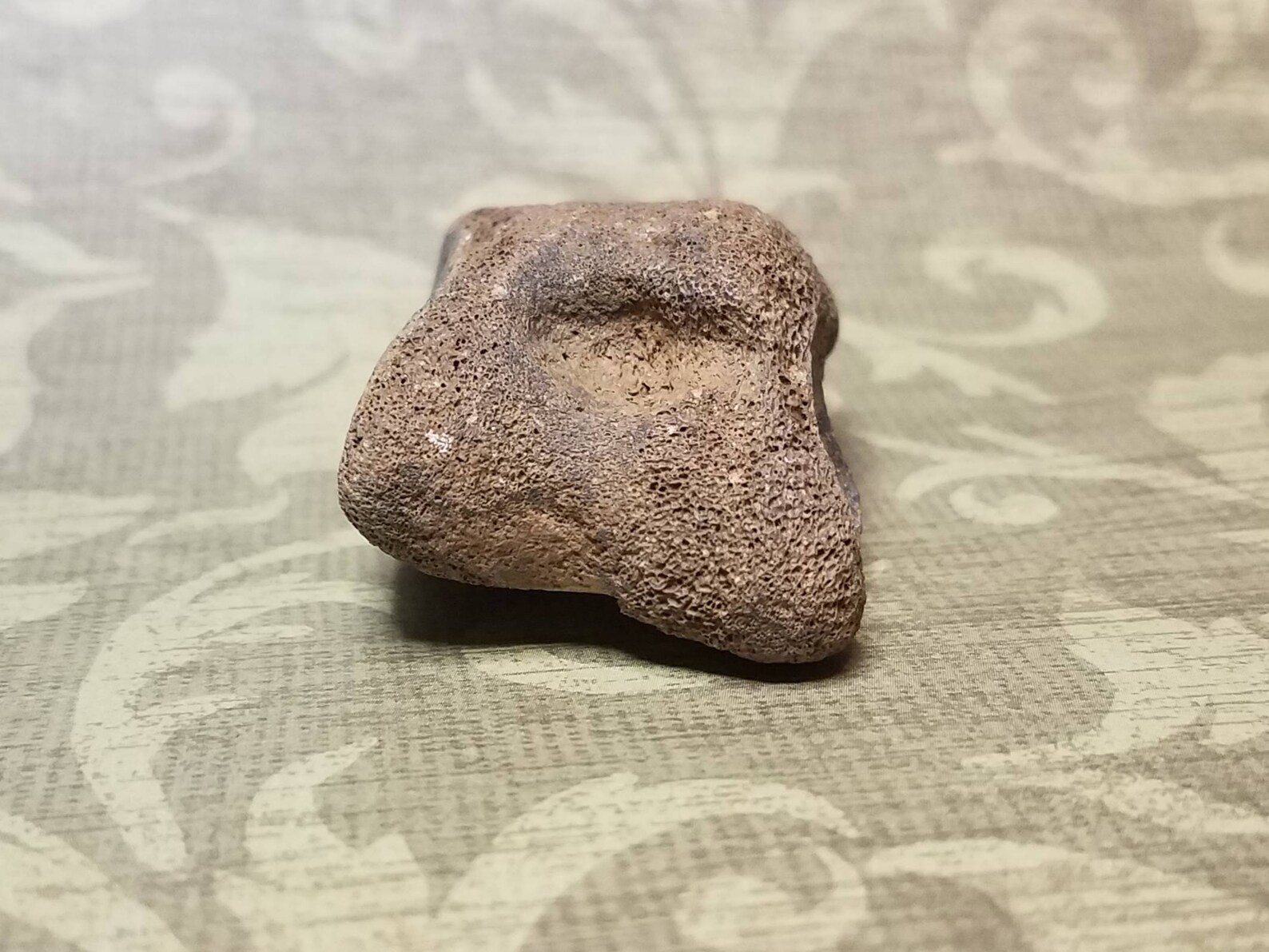 Extinct Stoutlegged llama Palaeolama mirifica Astragalus Etsy